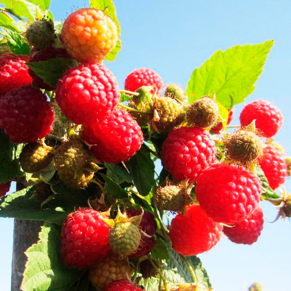 Химбо Топ1 image Химбо Топ1 Малина: Химбо Топ